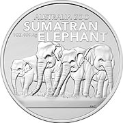2022 Sumatran Elephant
