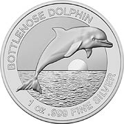2019 Bottlenose Dolphin