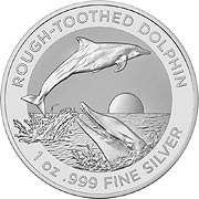 2023 Rough-Toothed Dolphin